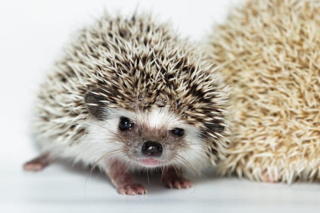 Atelerix albiventris, African pygmy hedgehog. in front of white background, isolated.