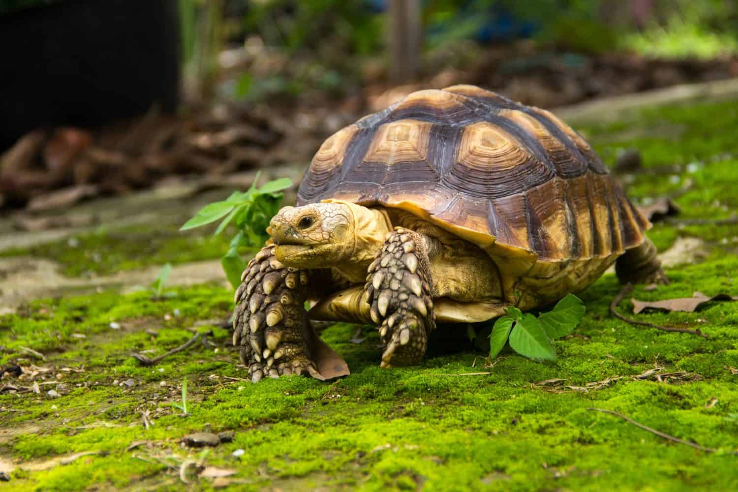 Land turtle in its natural environment. Cute turtle, Sulcata tortoise, African spurred tortoise.