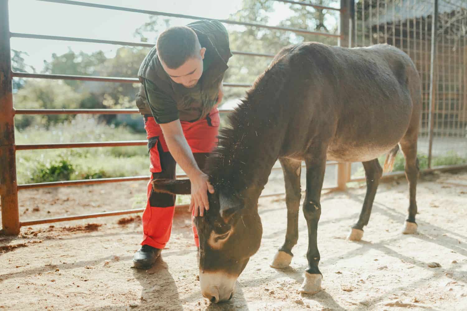 Caretaker with down syndrome taking care of animals in zoo, stroking donkey. Concept of integration people with disabilities into society.