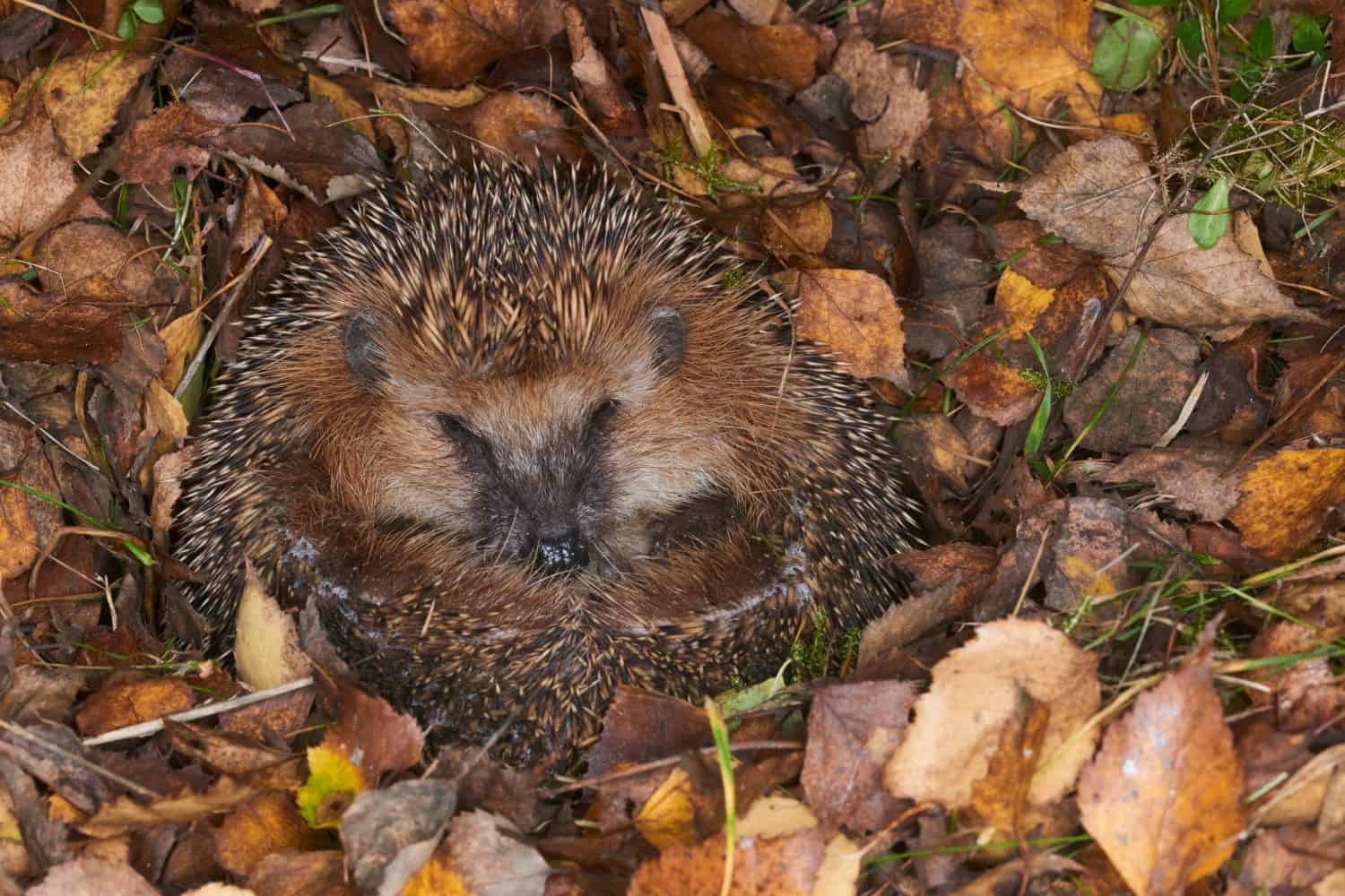 Urban Hedgehogs Are Hibernating in Litter, and It Could Cost Them