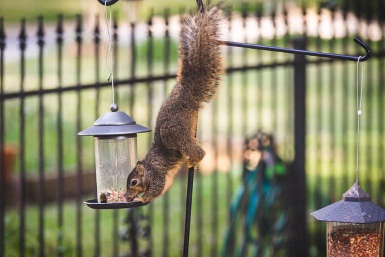 Squirrel outside on bird feeder