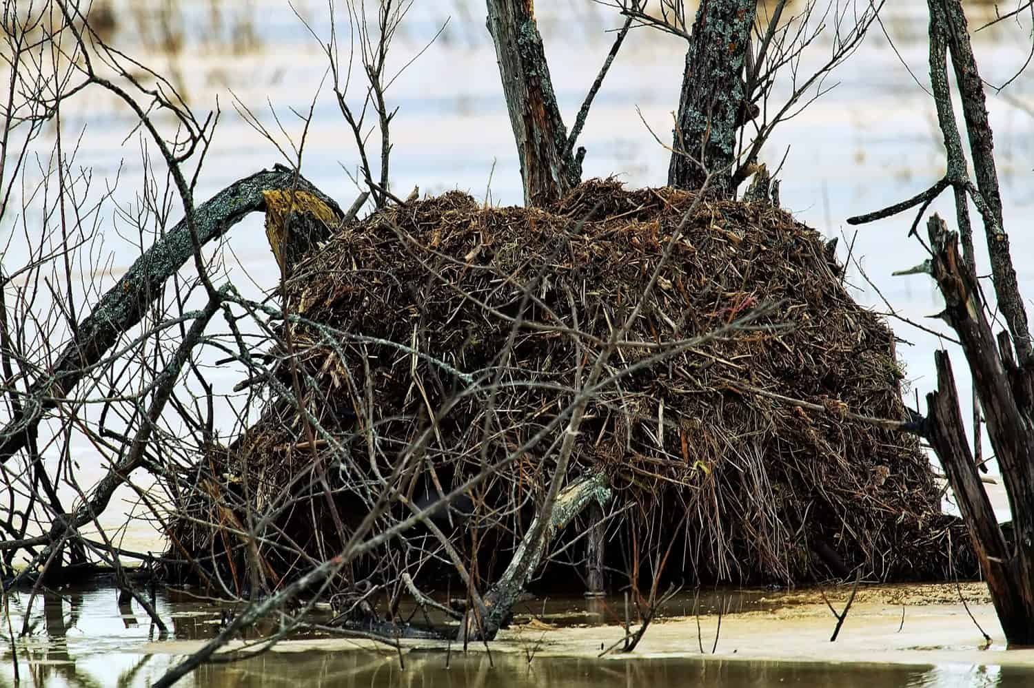 Muskrat House. This cunning north animal built lodge in the base of a tree surrounded by a marshes covered with ice (protection from ice movement)