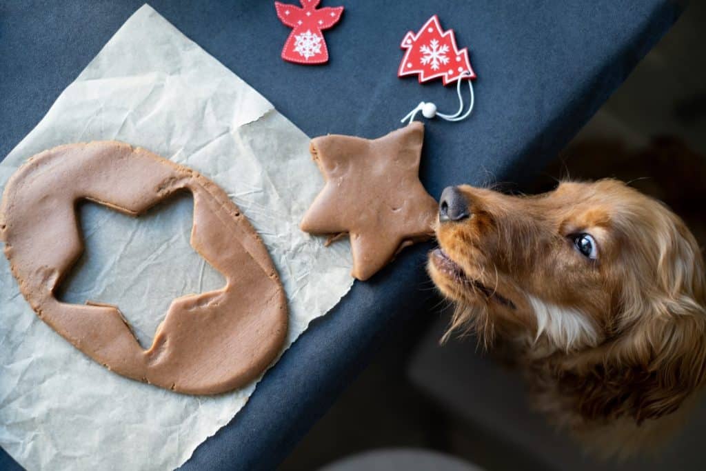 a dog steals cookie dough for Christmas. Pets on holidays. Christmas and New Year 2023