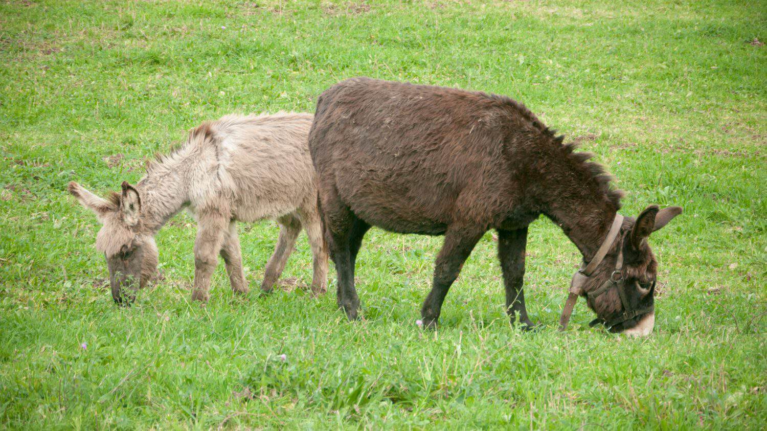 Little donkey and big donkey grazing in a field