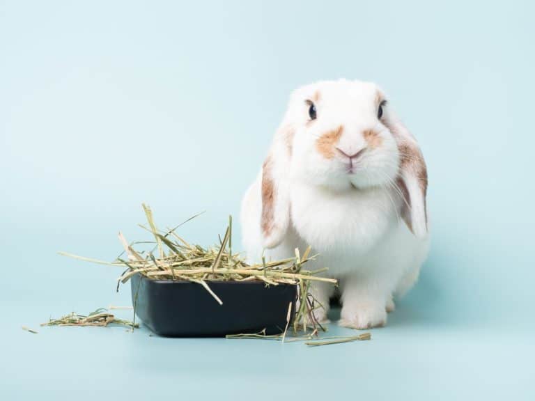 Adults female holland lop rabbit eating Timothy hay and sitting on green pastel background. Lovely action of broken brown holland lop rabbit.