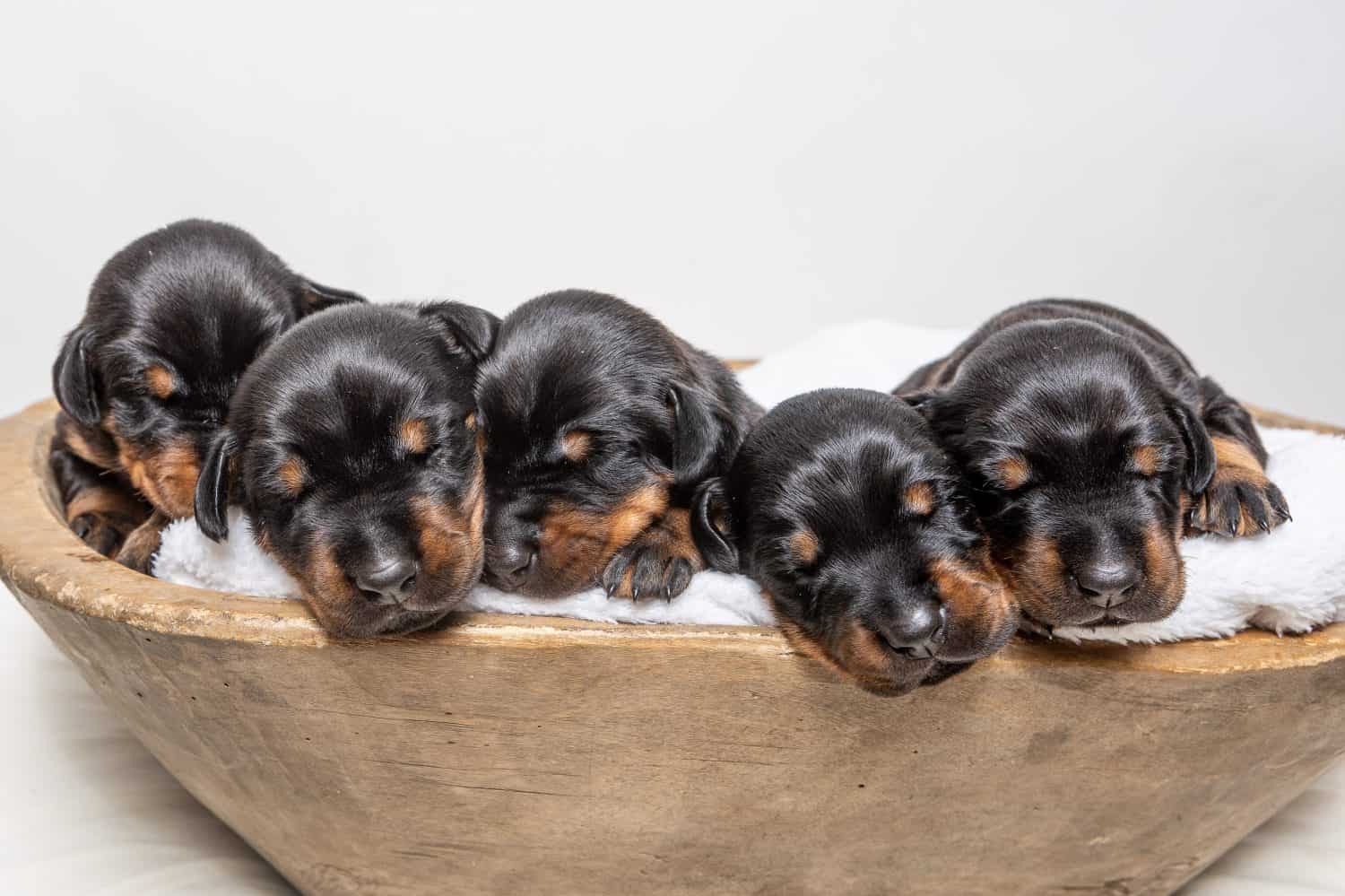 A lot puppies doberman pincher sleeping in a wooden bowl, sweet sleeping puppies