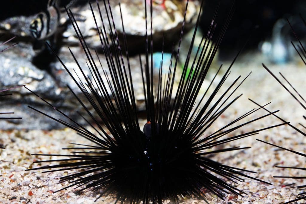 long Spined Black Urchin (Diadema antillarum)