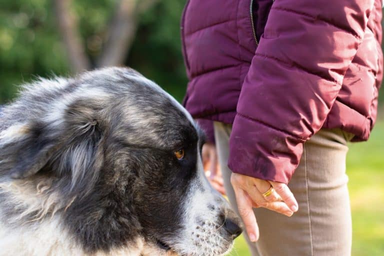 Beautiful pyrenean mastiff being caressed by its owner