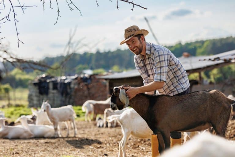 Male farmer taking care of his cute goats. Young rancherman getting pet therapy. Animal husbandry for the industrial production of goat milk dairy products. Agriculture business and cattle farming.