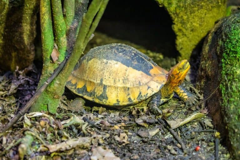 Why Box Turtles Are Prized But Difficult to Keep as Pets - A-Z Animals