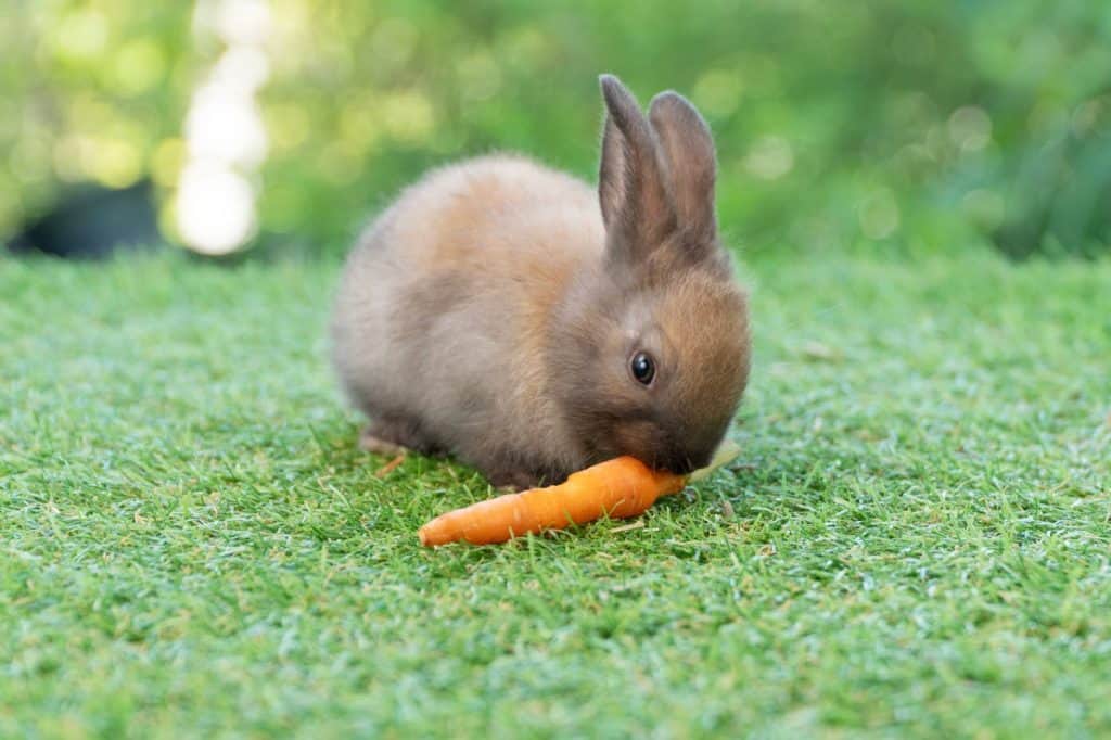 Adorable baby rabbit bunny eating fresh orange carrot sitting on green grass meadow over nature background. Furry rabbit brown, black bunny feeding organic carrot in spring time. Easter animal concept
