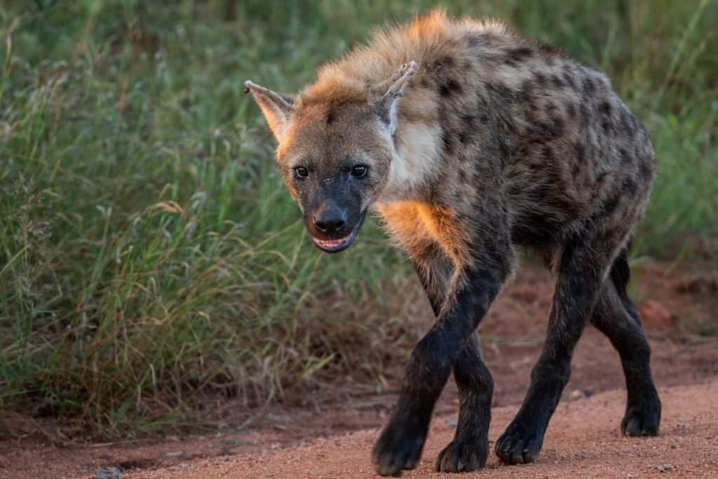 Spotted hyena on the prowl in the Kruger National Park, South Africa