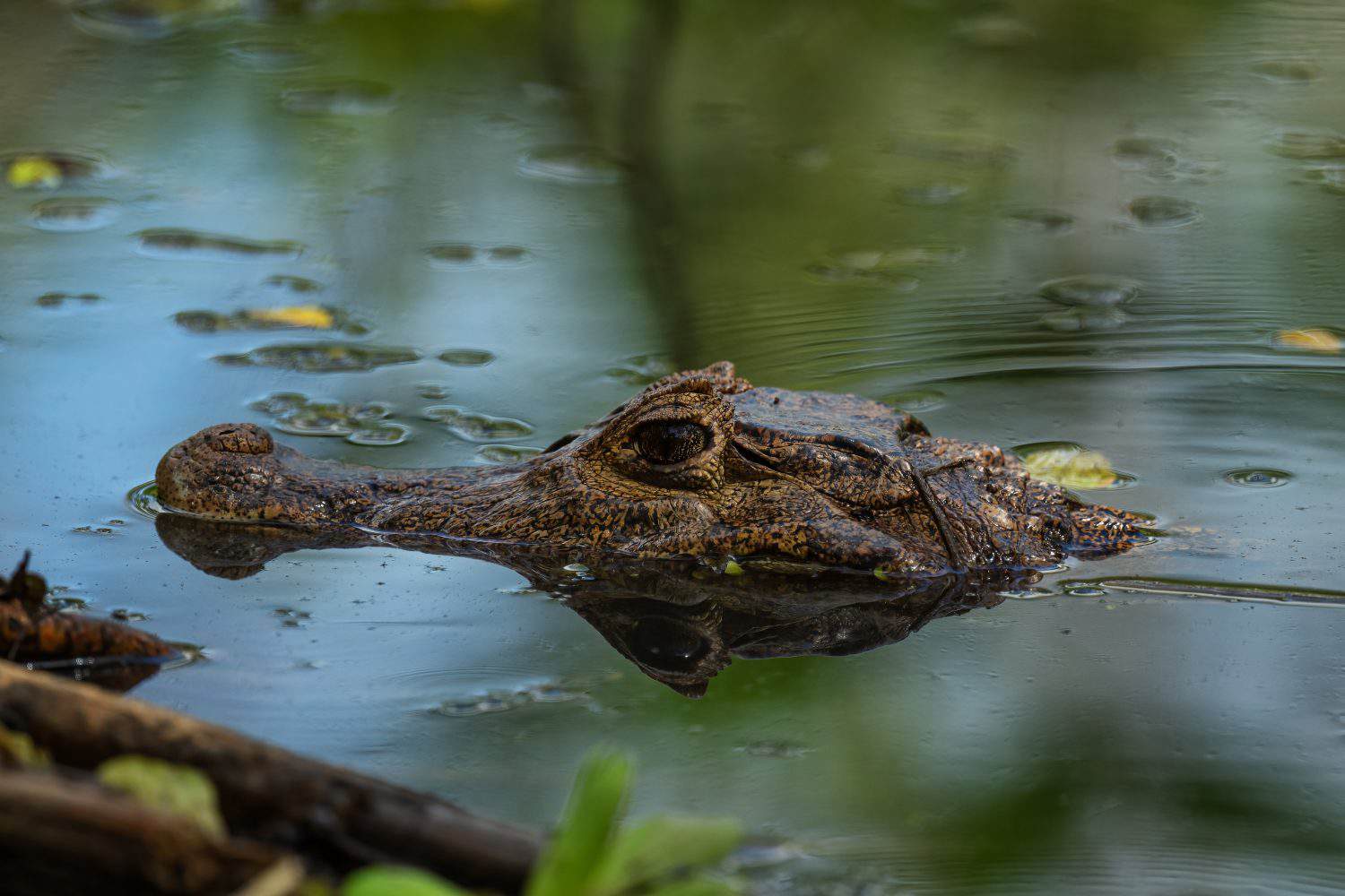 Spectacled caiman - Caiman crocodilus, common crocodile from New World, Gamboa, Panama.