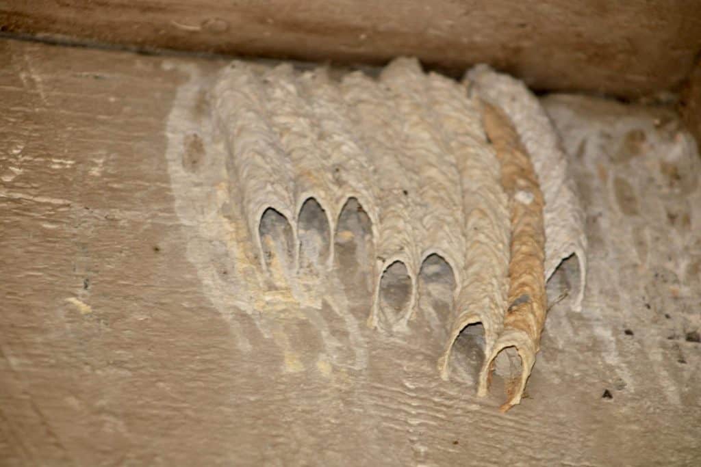 A Mud Dauber's nest on an exterior wall of a building.