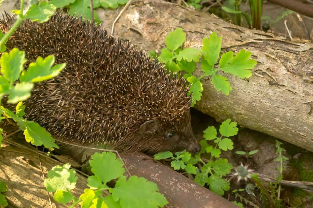 A European hedgehog next to a log on the ground. A hedgehog inspects a log early in the morning. Beautiful hedgehog close-up.