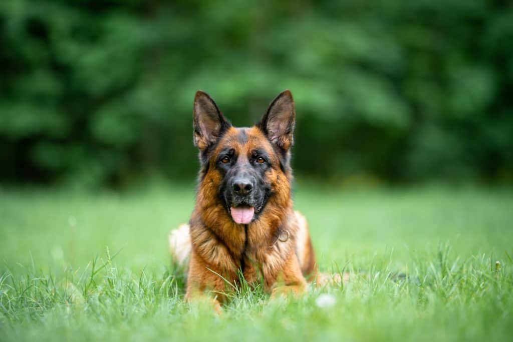 Beautiful black and tan german shepherd portrait with open mouth and tongue out lies on the grass, outdoor, green blurred background, green spring grass