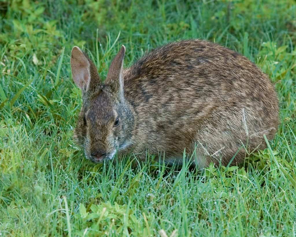 An adult Florida Marsh Rabbit, Sylvilagus palustris paludicola, foraging in the grass of a wetlands area in the Everglades National Park.