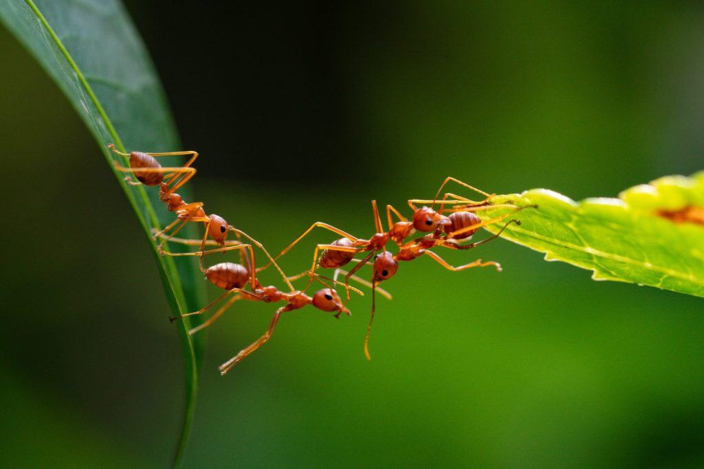 Ant action standing. Ant bridge unity team, Concept team work together
