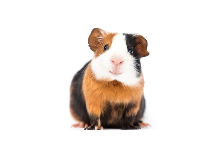funny guinea pig smiling on white background