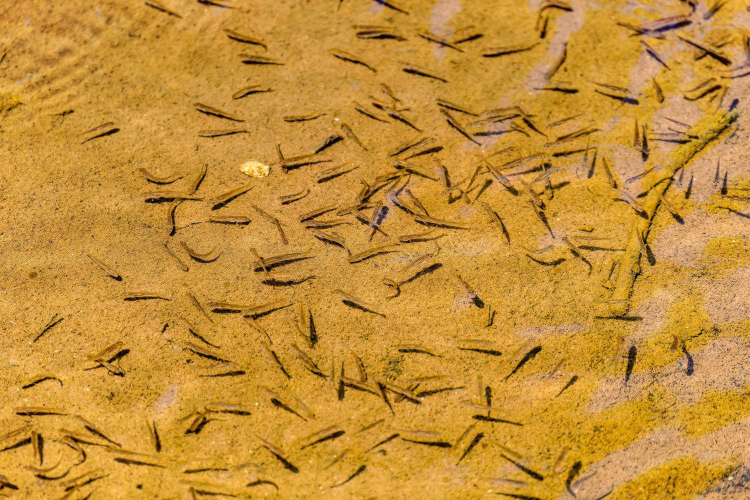 Minnow fish or salmon juvenile fish in the creek. Minnow is the common name for a number of species of small freshwater fish.
