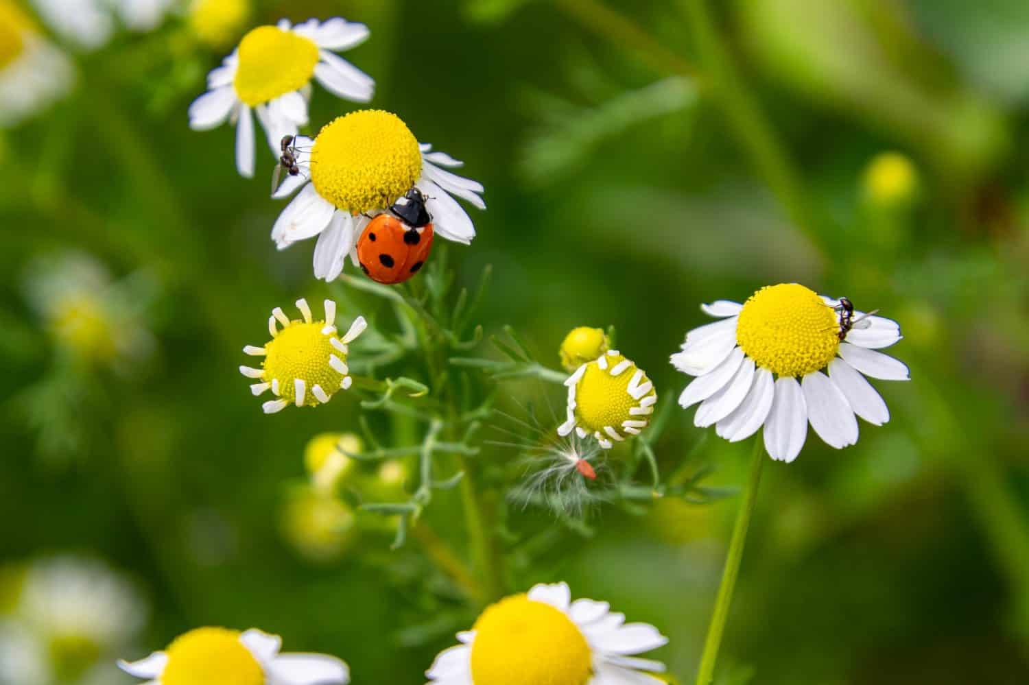 macro of a ladybug (coccinella magnifica) on chamomile blossom; pesticide free biological pest control through natural enemies organic farming concept. 