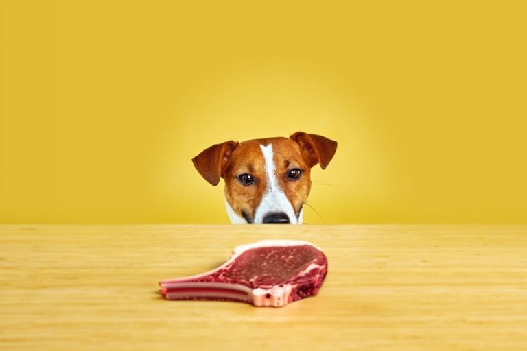 Jack Russell terrier dog eat meal from a table. Funny Hungry dog portrait with tongue on Yellow background looking at the meat steak on the table