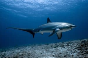 Thresher sharks are carnivorous and primarily feed on small fish and squid. They use their tails to herd their prey and then strike them with their jaws.