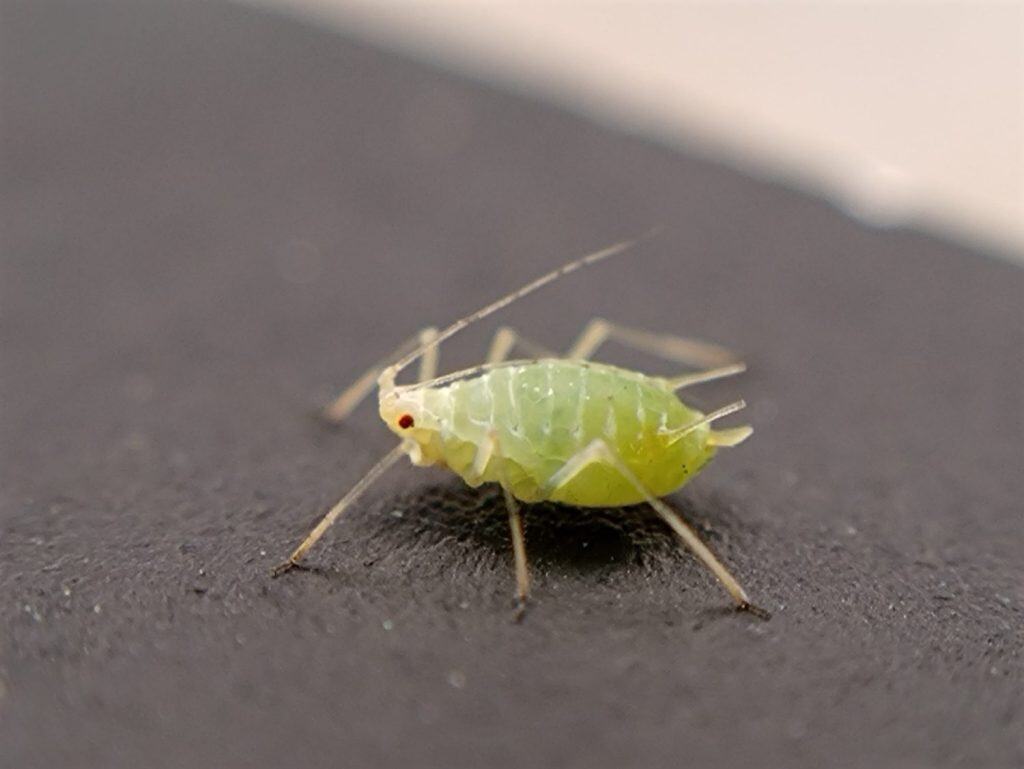Why Gardeners Use Ladybugs to Fight Aphid Infestations - A-Z Animals