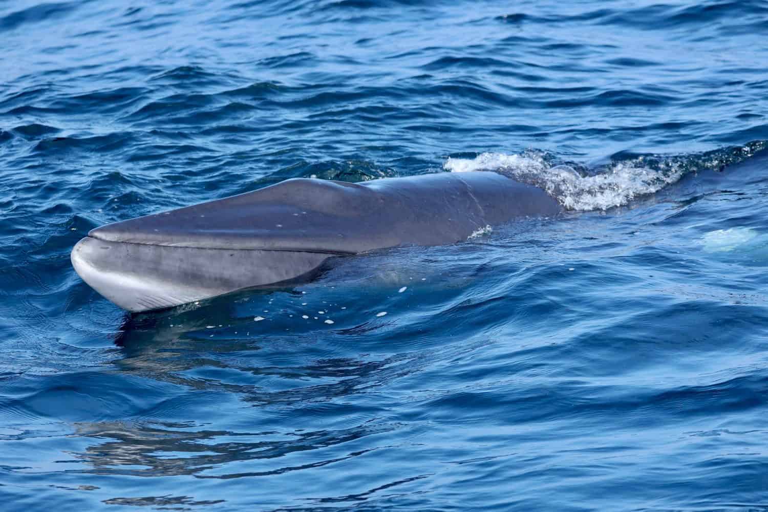 Minke Whale photographed near the Isle of Coll, July 2023.