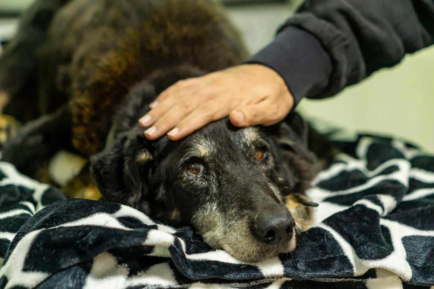 Farewell to the best dog before lethal injection for multiple diseases