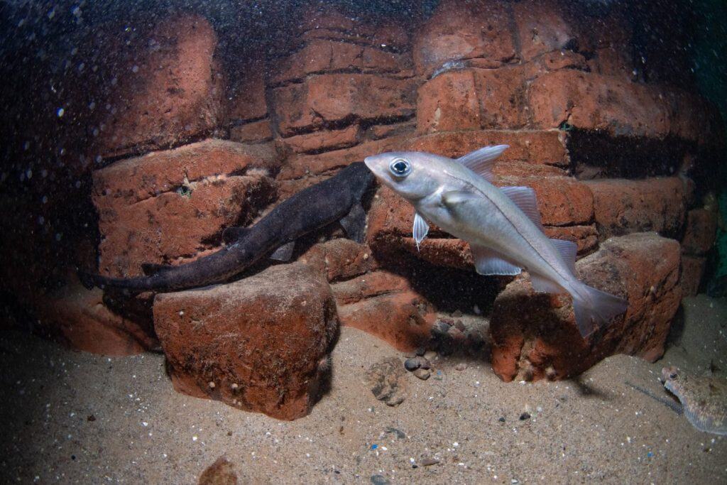 haddock swimming near rocks in aquarium