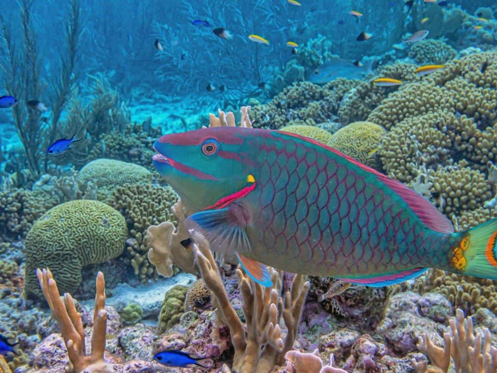 rainbow parrotfish,Scarus guacamaia is a species of fish in the family Scaridae.