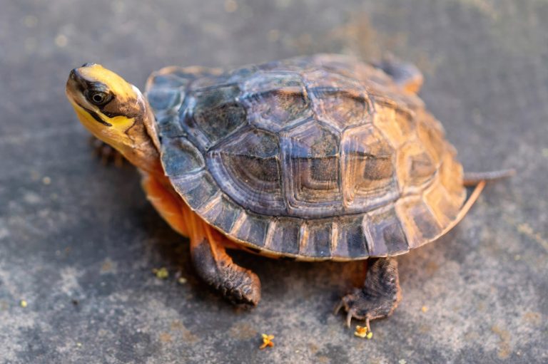Asian Box Turtle Shell Why Box Turtles Are Prized But Difficult to Keep as Pets - A-Z Animals