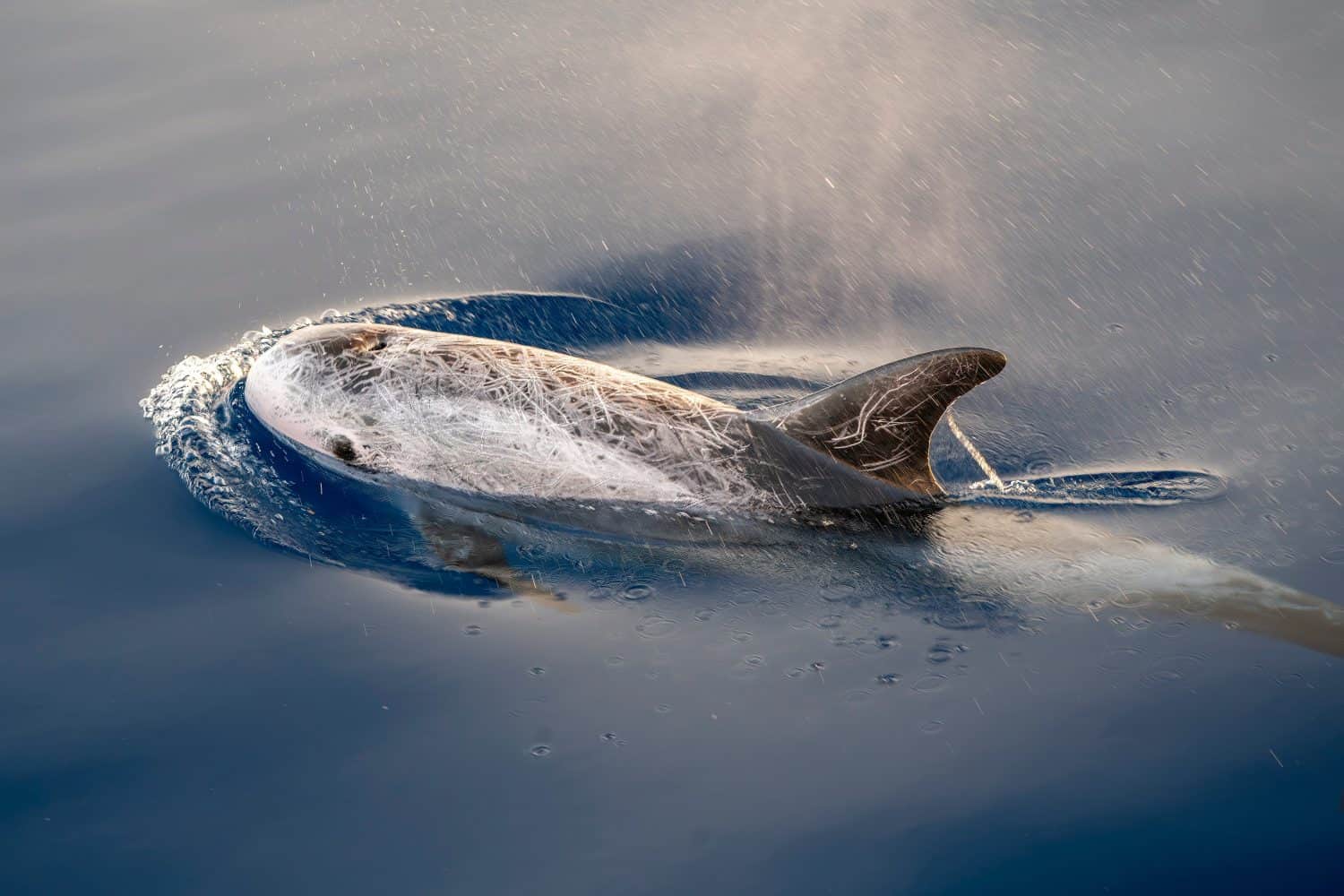 Risso's Dolphin - Grampus griseus in mediterranean sea at sunset