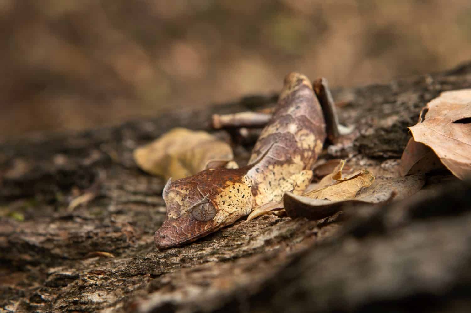 Satanic leaf tailed gecko on the ground in Madagascar. Uroplatus phantasticus is hiding on the leaves. Gecko who look like leaves.