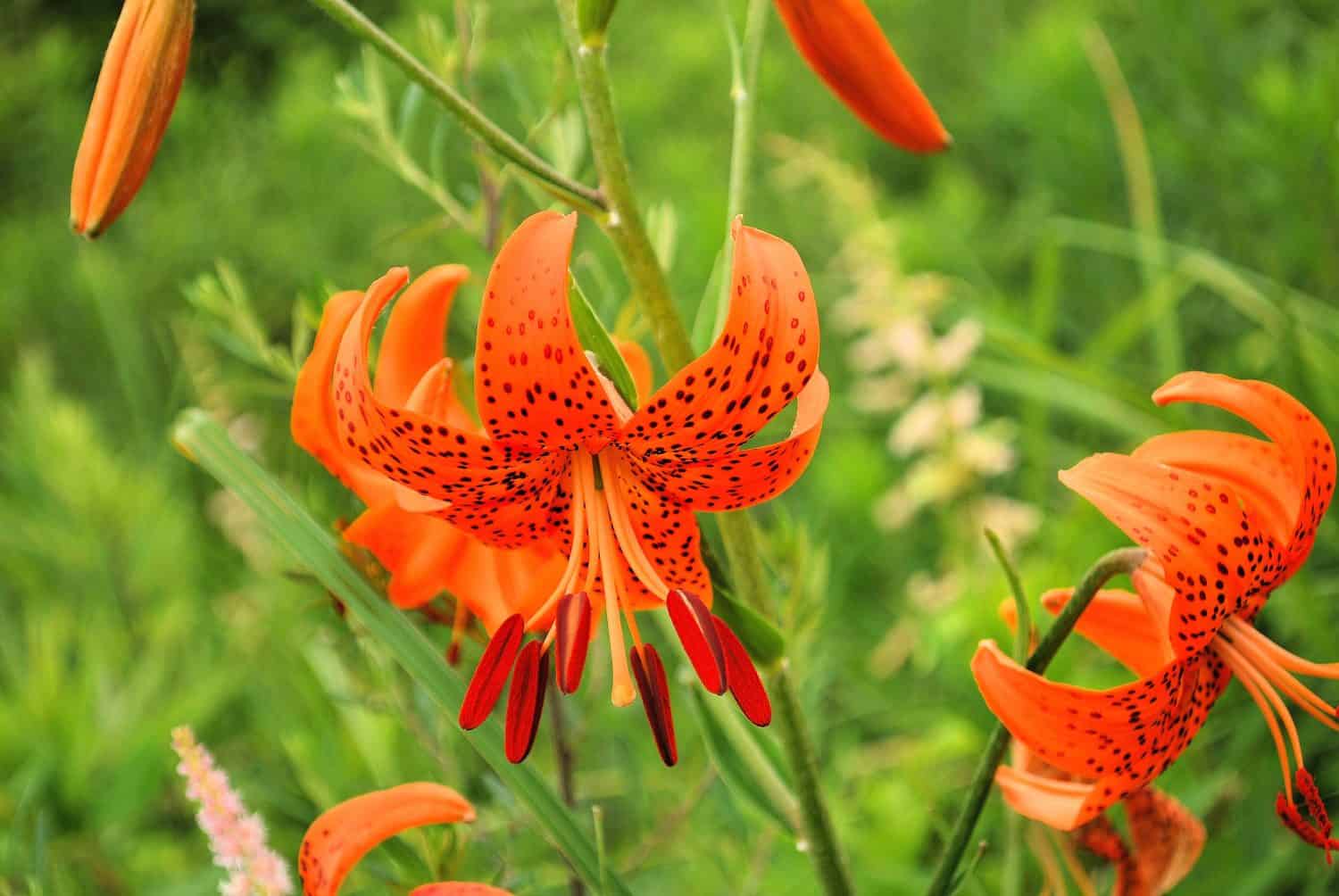 A wild lily with a bright orange color and black spots. "Tiger lily"