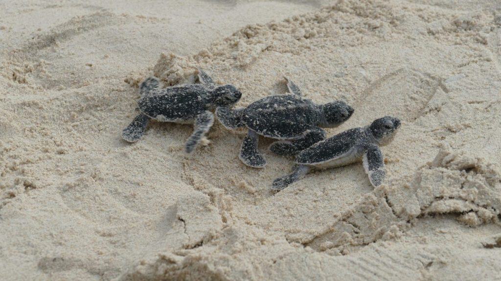 Green sea turtle hatchlings Chelonia mydas rushing towards the Pacific Ocean guided by instinct on sandy beach of Bay Canh Island in Vietnam