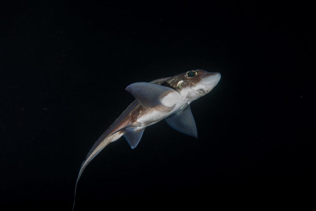 Ghost shark in black water