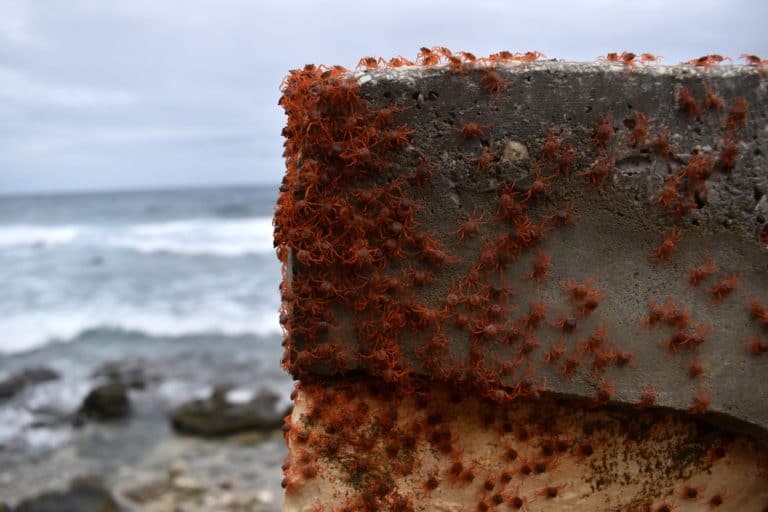 Baby Red Crab Migration on Christmas Island, Indian Ocean
