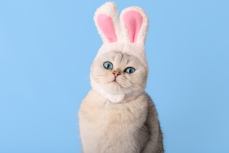 Funny white cat in hat with bunny ears on blue background