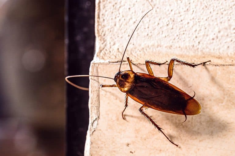 Periplaneta cockroach, known as red cockroach or American cockroach,walking along the wall of the house, fear of cockroach