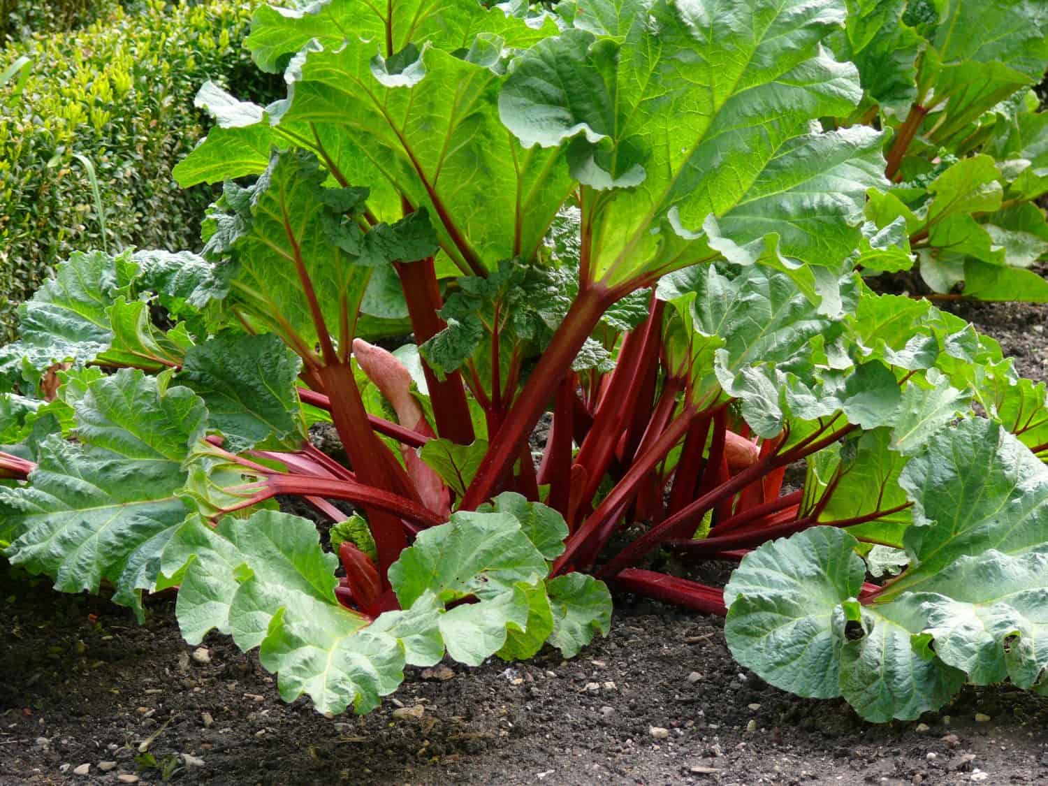 Common rhubarb (Rheum rhabarbarum), Rhubarb