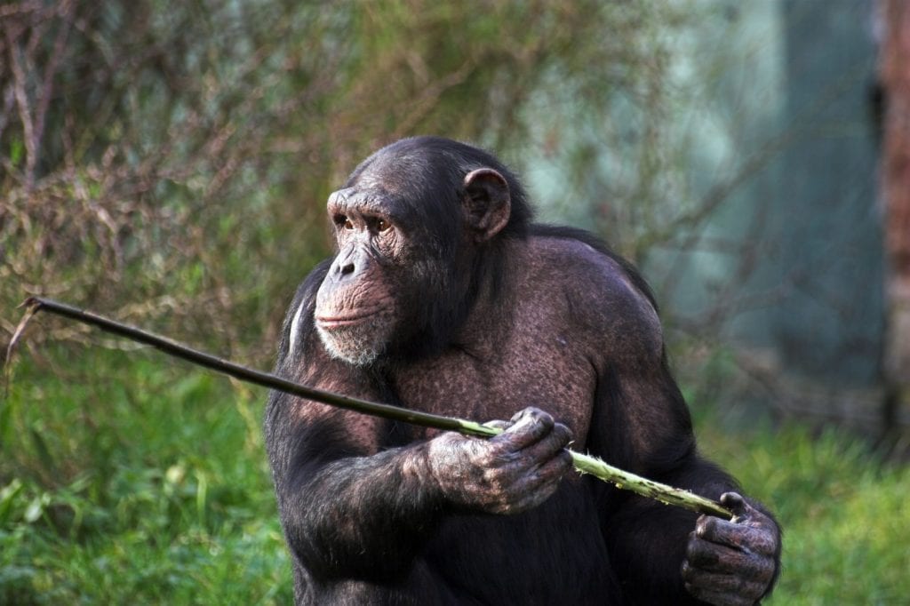 A female chimpanzee holding a stick