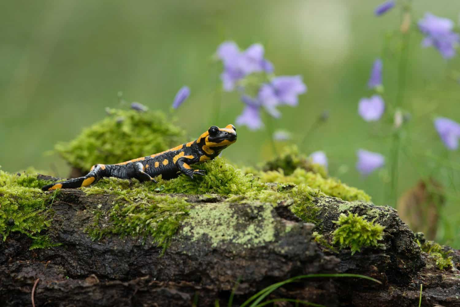 Barred fire salamander. Fire salamanders live in central Europe forests and are more common in hilly areas.