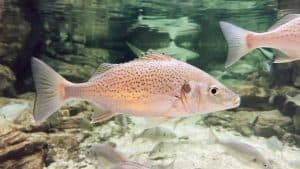 A closeup of mangrove snapper or gray snapper, Lutjanus griseus.