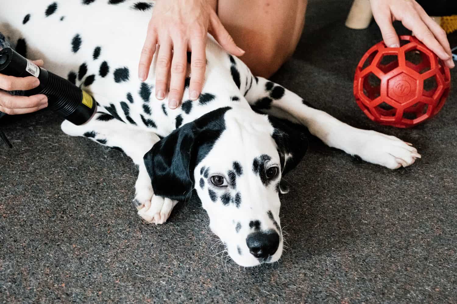 Dalmatian Dog Relaxing During Laser Therapy Treatment with Red Toy Ball at a Veterinary Physiotherapy Session