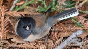 Dark-eyed Junco adult male resting on Coast Redwood twigs. Cuesta Park, Santa Clara County, California.