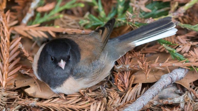 Dark-eyed Junco adult male resting on Coast Redwood twigs. Cuesta Park, Santa Clara County, California.