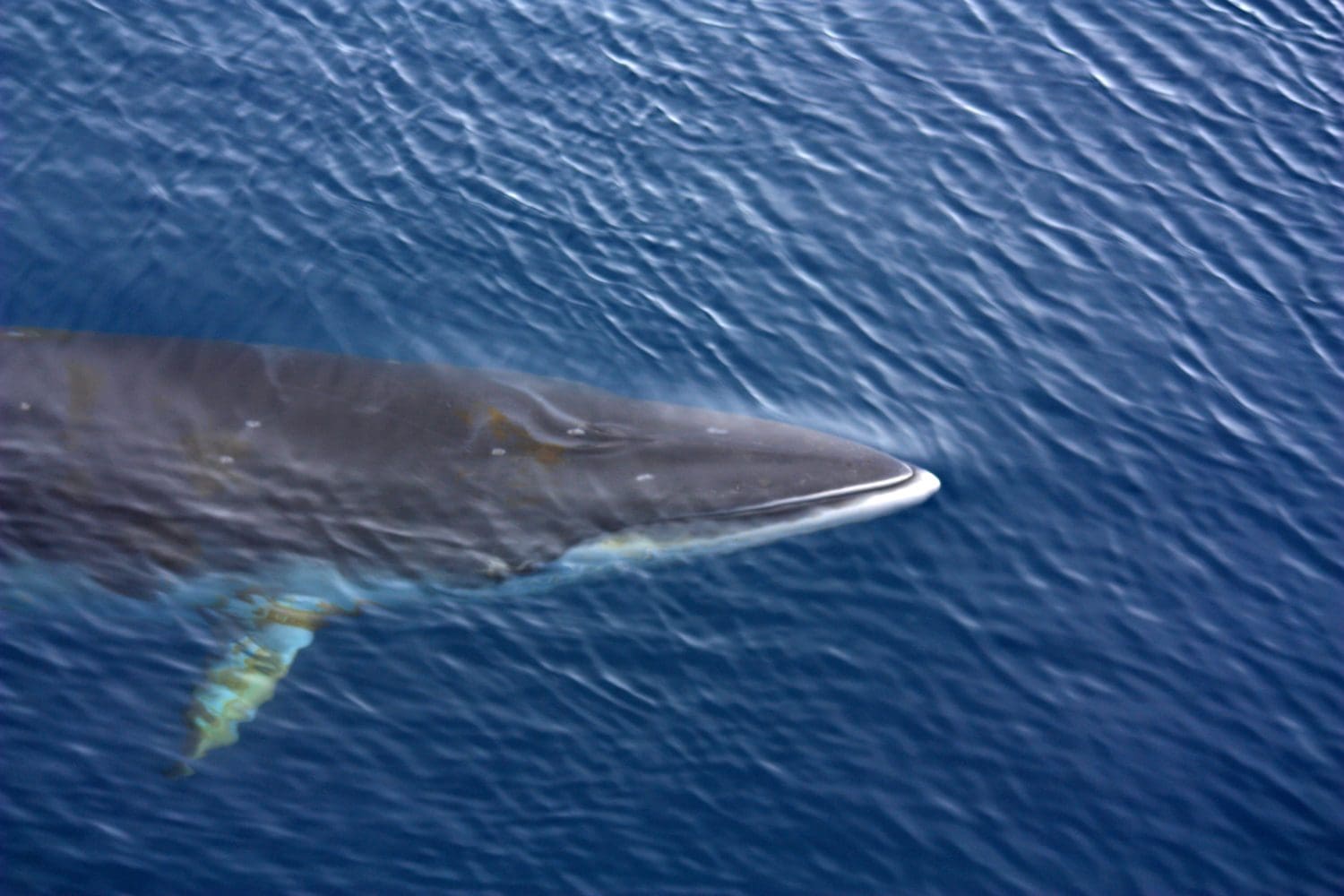Antarctica-Minke whale close up in the waters at Port Lockroy, Antarctic Peninsula