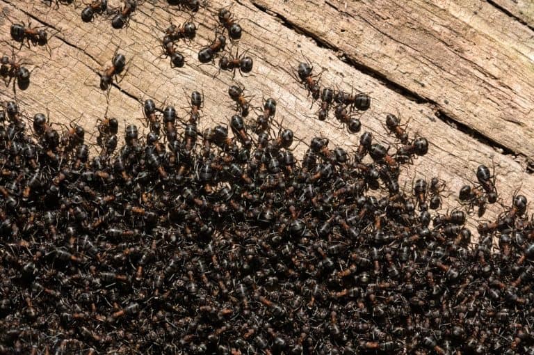 Movement in ant colony nest. Thousands of black ants. Czech republic nature. Anthill in the forest.